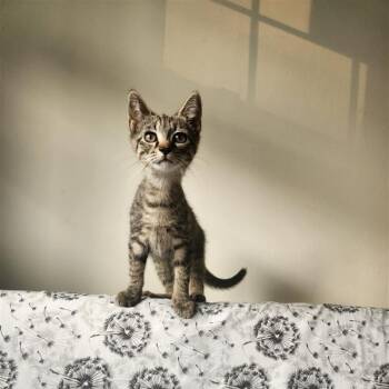 Rescue Domestic Short Hair Cats for Adoption in Fairfax, Virginia - Priscilla | PetCurious