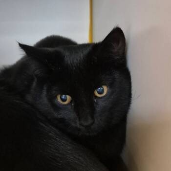 Rescue Domestic Short Hair Cats for Adoption in Fairport, New York - Hammer | PetCurious