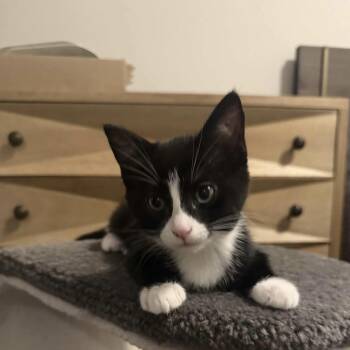 Doc -  Domestic Short Hair Cat for Adoption in Gladstone, Oregon - Doc | PetCurious