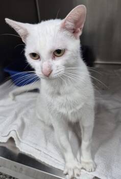 CASHEW -  Domestic Short Hair Cat for Adoption in Vaughan, Ontario - CASHEW | PetCurious
