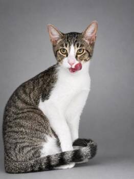 Cosmo -  Domestic Short Hair Cat for Adoption in Bowling Green, Kentucky - Cosmo | PetCurious