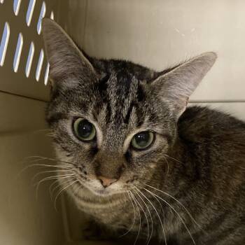 Rescue Domestic Short Hair Cats for Adoption in Allentown, Pennsylvania - Zephyra | PetCurious