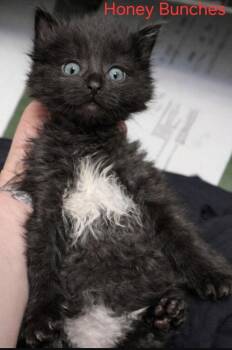 Huney Bunches -  Domestic Short Hair Cat for Adoption - Huney Bunches | PetCurious