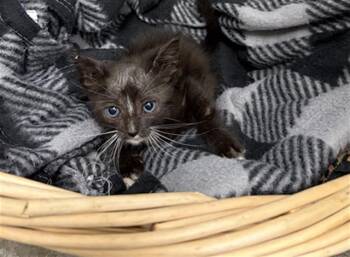 GOLLUM -  Domestic Short Hair Cat for Adoption in Rosenberg, Texas - GOLLUM | PetCurious