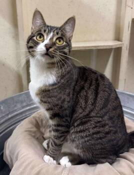 Oskar -  Domestic Short Hair Cat for Adoption in Visalia, California - Oskar | PetCurious