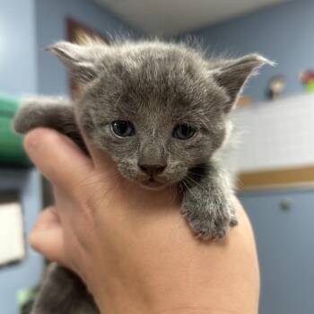 Frida -  Domestic Short Hair Cat for Adoption in Saint Joseph, Missouri - Frida | PetCurious