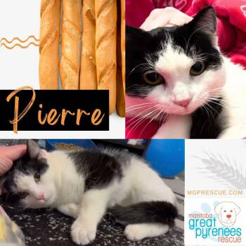 Domestic Short Hair Cats Available for Adoption - Pierre | PetCurious