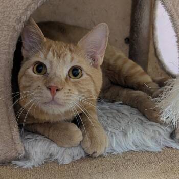 Domestic Short Hair Cats Available for Adoption - Dane | PetCurious