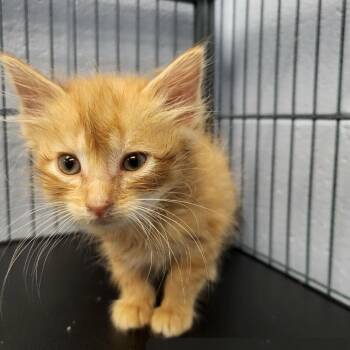 Funshine Bear -  Domestic Long Hair Cat for Adoption in Martinsville, Virginia - Funshine Bear | PetCurious