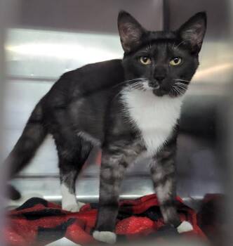 Rescue Tuxedo and Domestic Short Hair Cats for Adoption in Marietta, Ohio - Hammy (Neutered) (Bonded Pair W/RJ) | PetCurious