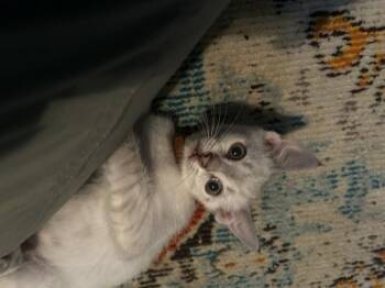 Haagen Dazs (Ice Cream Litter) -  Domestic Short Hair and Siamese Cat for Adoption in Baltimore, Maryland - Haagen Dazs (Ice Cream Litter) | PetCurious