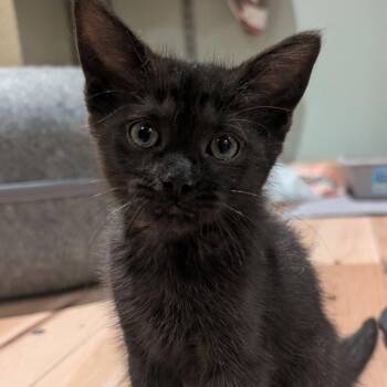 Yellow Polka Dot Bikini Derbyshire -  Domestic Short Hair Cat for Adoption in Morrison, Colorado - Yellow Polka Dot Bikini Derbyshire | PetCurious