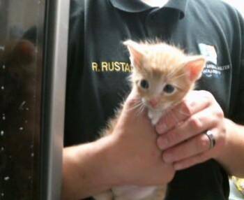 BARRETT -  Domestic Short Hair Cat Available for Adoption in Sacramento, California - BARRETT | PetCurious