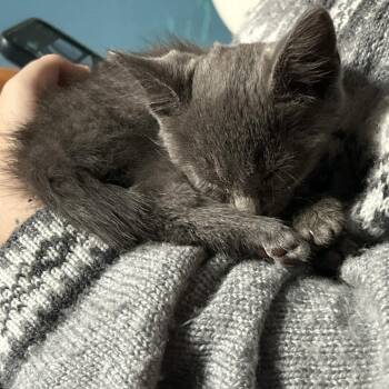 Obsidian -  Domestic Short Hair Cat for Adoption in Delaware, Ohio - Obsidian | PetCurious