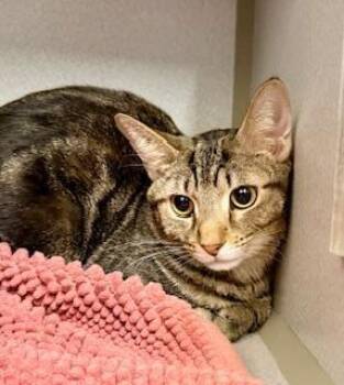 Domestic Short Hair Cats Available for Adoption - Thomas | PetCurious