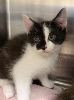 Cosmo -  Domestic Short Hair Cat for Adoption in Frankfort, Kentucky - Cosmo | PetCurious