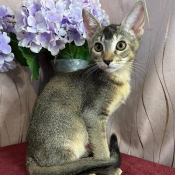 Catniss -  Domestic Short Hair Cat for Adoption in Long Beach, Mississippi - Catniss | PetCurious