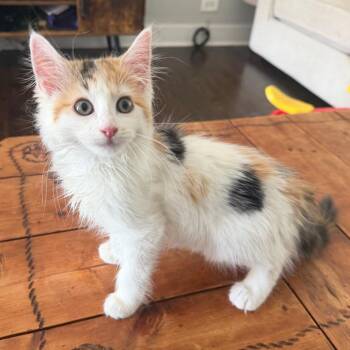 Lulu -  Domestic Short Hair Cat for Adoption in Naperville, Illinois - Lulu | PetCurious