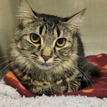 Wolfie -  Domestic Medium Hair Cat for Adoption in Saint Marys, Pennsylvania - Wolfie | PetCurious