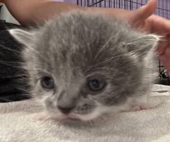 Otter -  Domestic Short Hair Cat for Adoption in Ontario, New York - Otter | PetCurious