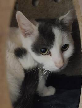 Domestic Short Hair Cats Available for Adoption - BLINK | PetCurious