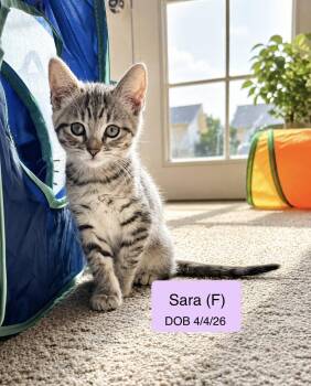Sara -  Domestic Short Hair and Tabby Cat for Adoption in Vacaville, California - Sara | PetCurious