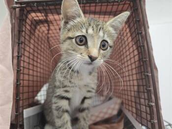 Domestic Short Hair Cats Available for Adoption in Fort Lauderdale, Florida - LEMON | PetCurious
