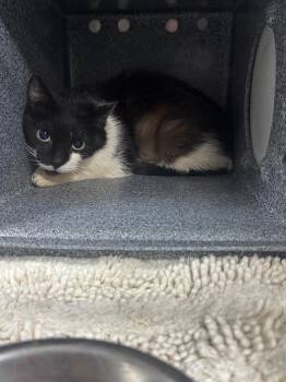Naomi -  Domestic Short Hair Cat for Adoption in Danielsville, Georgia - Naomi | PetCurious