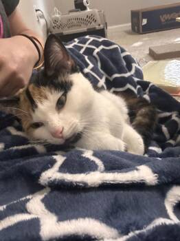 Calico and Domestic Short Hair Cats Available for Adoption - Jewel | PetCurious