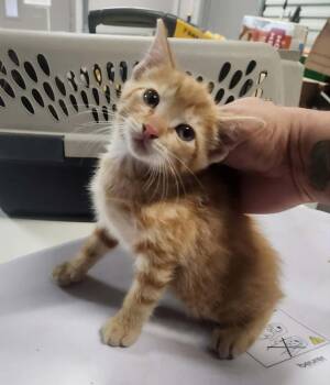 MONROE -  Domestic Short Hair and Tabby Cat for Adoption in Lexington, Tennessee - MONROE | PetCurious