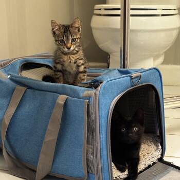 Pixie & Blackjack -  Domestic Short Hair Cat for Adoption in Birmingham, Alabama - Pixie & Blackjack | PetCurious
