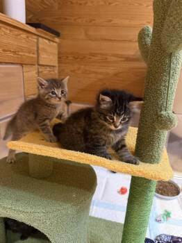 Urbana -  Domestic Medium Hair and Tabby Cat for Adoption in Buford, Georgia - Urbana | PetCurious