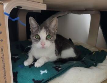 Rescue Domestic Short Hair Cats for Adoption in Neenah, Wisconsin - Bella | PetCurious