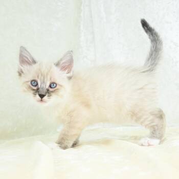 Siamese and Domestic Long Hair Cats Available for Adoption in Mobile, Alabama - Devin | PetCurious