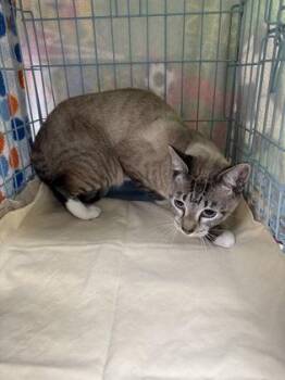 Bud -  Domestic Short Hair Cat for Adoption in Gainesville, Florida - Bud | PetCurious