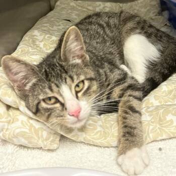 Ginger ale -  Domestic Short Hair Cat for Adoption in East Hanover, New Jersey - Ginger Ale | PetCurious