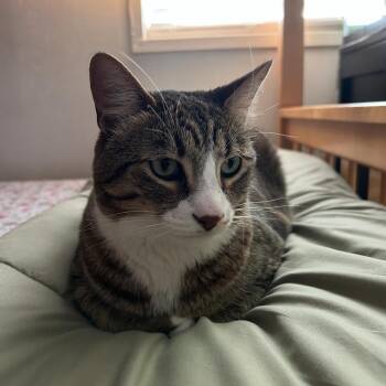 Rescue Domestic Short Hair Cats for Adoption in Davis, California - Cannoli | PetCurious