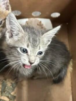 Peter Tork -  Domestic Short Hair Cat for Adoption in Atlanta, Georgia - Peter Tork | PetCurious