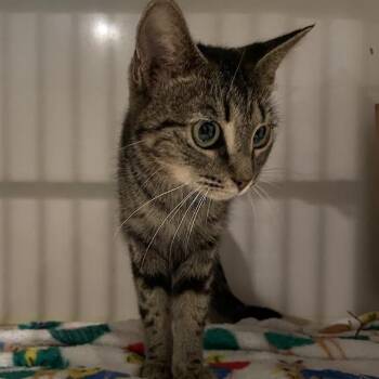Chloe -  Domestic Short Hair Cat for Adoption in Port Charlotte, Florida - Chloe | PetCurious