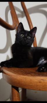 Kinifi -  Domestic Short Hair Cat for Adoption in Duxbury, Massachusetts - Kinifi | PetCurious