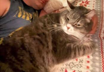 Peter -  Domestic Medium Hair Cat for Adoption in Pitman, New Jersey - Peter | PetCurious