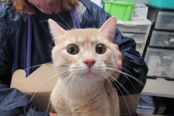 Rescue Domestic Short Hair Cats for Adoption in West Memphis, Arkansas - Sledge | PetCurious