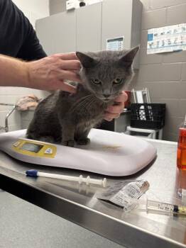 CASPER -  Domestic Short Hair Cat for Adoption in Indianapolis, Indiana - CASPER | PetCurious