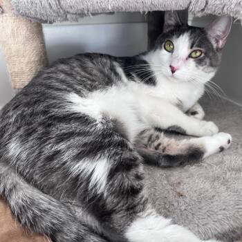 Mrs. Wilson -  Tabby Cat for Adoption in Burnaby, British Columbia - Mrs. Wilson | PetCurious