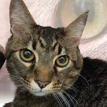Domestic Short Hair Cats Available for Adoption in Reno, Nevada - Kent | PetCurious