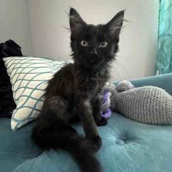 Honey Bee -  Maine Coon and Domestic Medium Hair Cat for Adoption in San Tan Valley, Arizona - Honey Bee | PetCurious