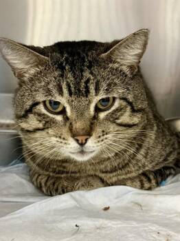 Domestic Short Hair Cats Available for Adoption - Marv | PetCurious