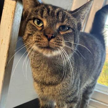Lee -  Domestic Short Hair Cat for Adoption in Shippenville, Pennsylvania - Lee | PetCurious