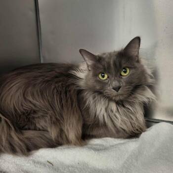 Domestic Long Hair Cats Available for Adoption - Parrot | PetCurious