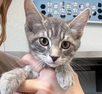 Lady Purrington -  Domestic Short Hair Cat for Adoption in Bolivar, Missouri - Lady Purrington | PetCurious